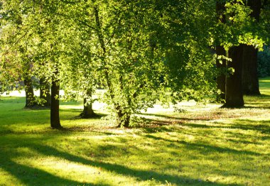 Gündüzleri yaz park.
