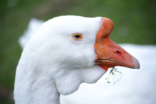 Retrato de um ganso . — Fotografia de Stock