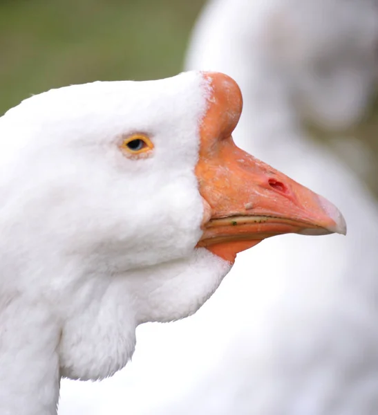 Retrato de un ganso . —  Fotos de Stock
