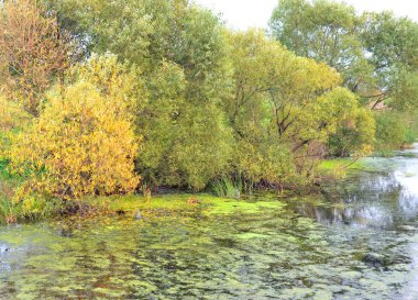 Ağaçlar su üstünde sonbahar yaprakları ile.