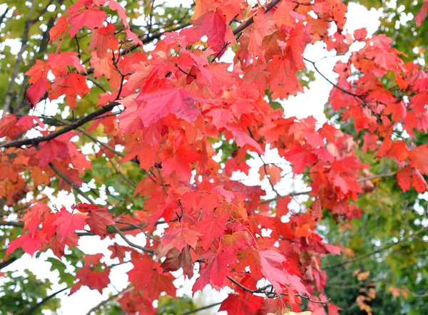 Jesień liści klon czerwony. — Zdjęcie stockowe