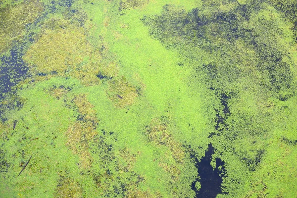 Green duckweed on the water. — Stock Photo, Image