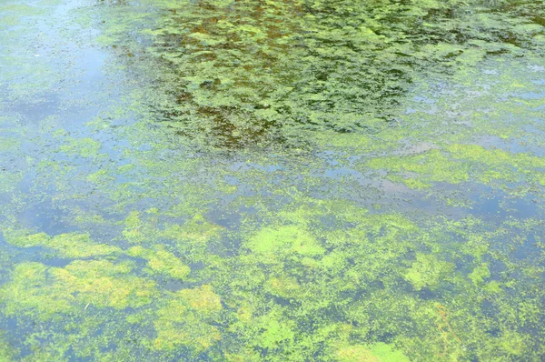 Grüner Wasserlinsen auf dem Wasser. — Stockfoto