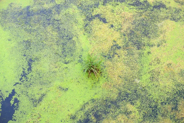 Green duckweed on the water. — Stock Photo, Image