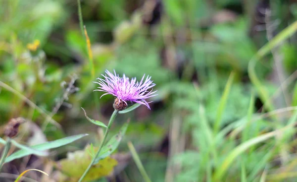 Hermosa flor púrpura. —  Fotos de Stock