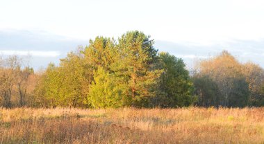 Akşam tarafından orman.