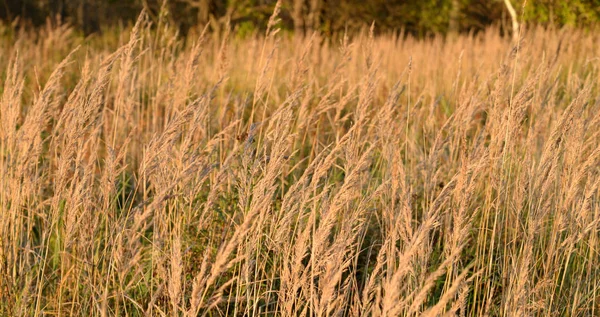 Droog gras close up. — Stockfoto