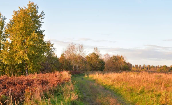 Bos door avond. — Stockfoto