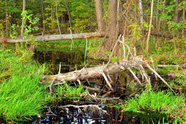 Swamp in forest at early autumn. — Stock Photo, Image