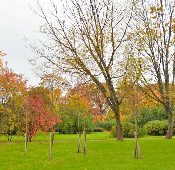 Park w jesieni. — Zdjęcie stockowe