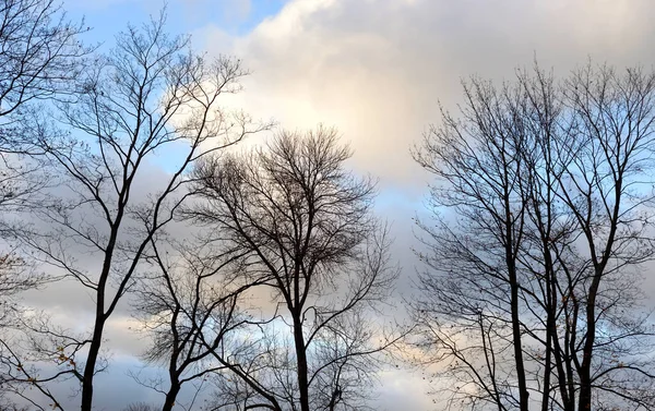 Sonbahar yaprakları olmadan ağaçlarının Silhouettes. — Stok fotoğraf