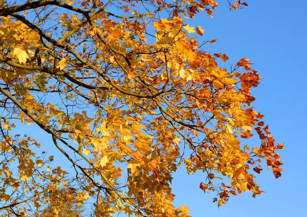 Δέντρο σφενδάμνου φθινόπωρο. — Φωτογραφία Αρχείου