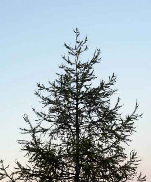 Dennenboom in de herfst. — Stockfoto