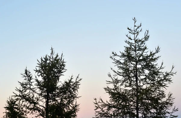가 전나무 나무. — 스톡 사진