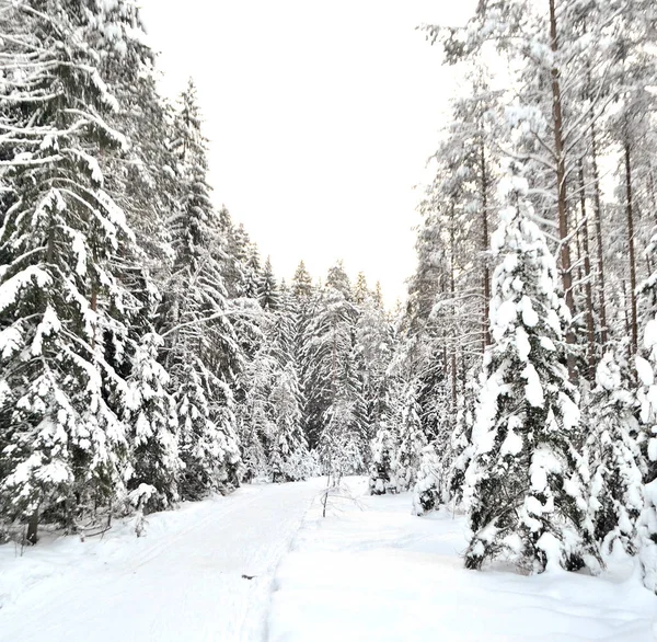 Winterlandschap met bos. — Stockfoto