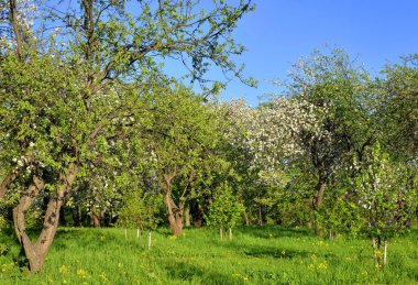 Bahçe çiçek açan elma ağaçları ile.