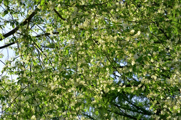 Oiseau cerisier fleurs fond . — Photo