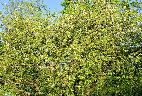 Apple tree virágok háttér. — Stock Fotó