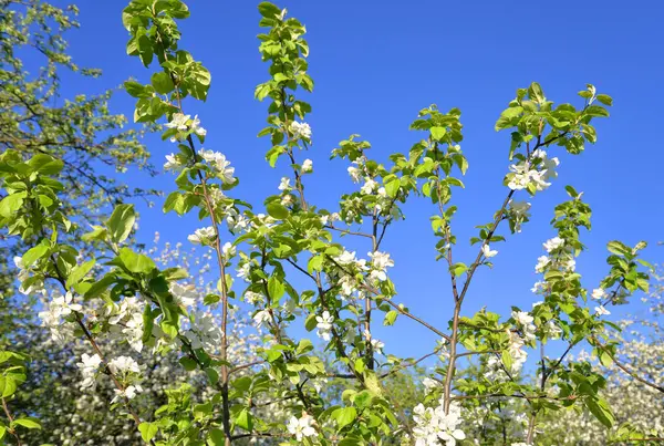 リンゴの木の花. — ストック写真