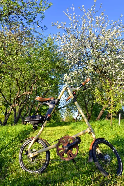 Tuin met bloeiende appelbomen. — Stockfoto