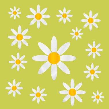 Chamomiles yeşil zemin üzerine.