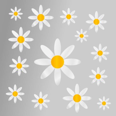 Chamomiles gri arka plan üzerinde.