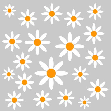 Chamomiles gri arka plan üzerinde.