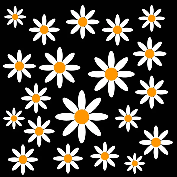 Siyah arka plan üzerine Chamomiles.