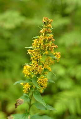 Küçük sarı çiçek..