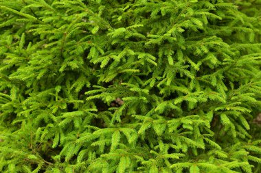 köknar ağacı arka plan.