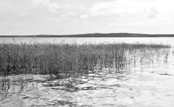 Vista do lago sedge coberto . — Fotografia de Stock