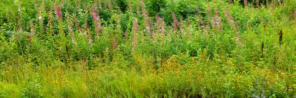 Gras met wilde bloemen — Stockfoto