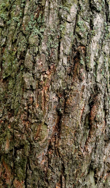 Çam ağacı kabuğu.