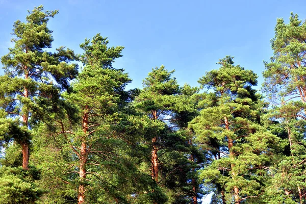 Bosque de pinos en verano . — Foto de Stock