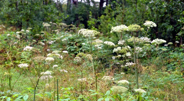 Hogweed en el bosque de verano . — Foto de Stock