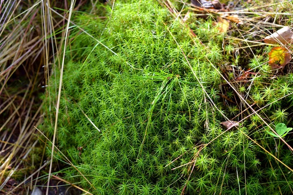 Musgo verde en el bosque. — Foto de Stock