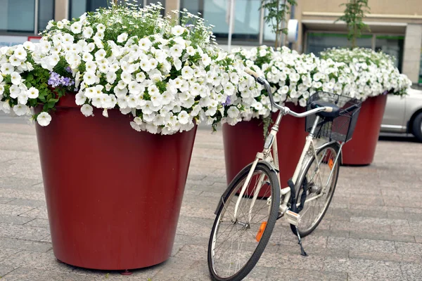 Parkerad cykel nära blomsterrabatter. — Stockfoto