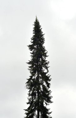 köknar ağacı silüeti.