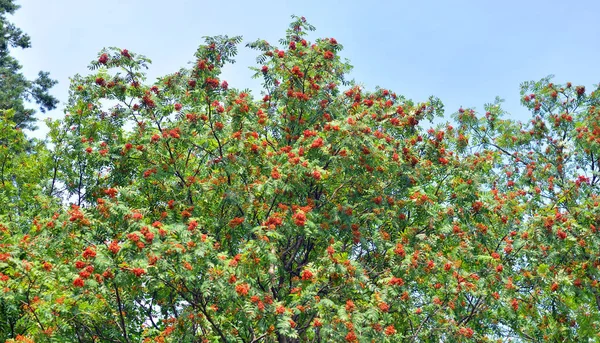 Rote Vogelbeeren auf Baum. — Stockfoto