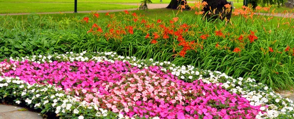 Flower bed background. — Stock Photo, Image