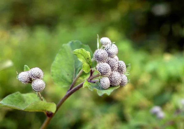 クローズ アップの棘を持つ植物します。. — ストック写真