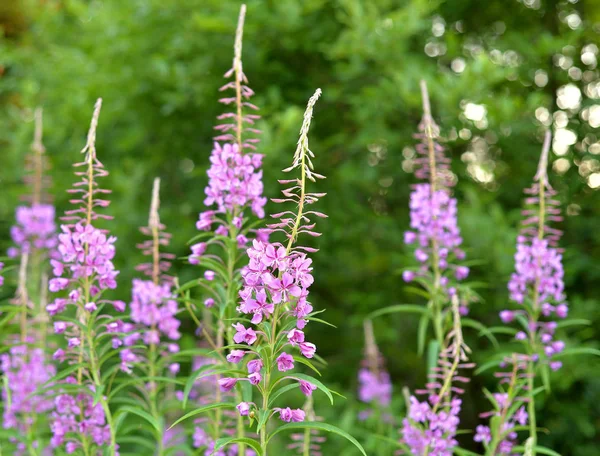 Fireweed Flores fechar . — Fotografia de Stock