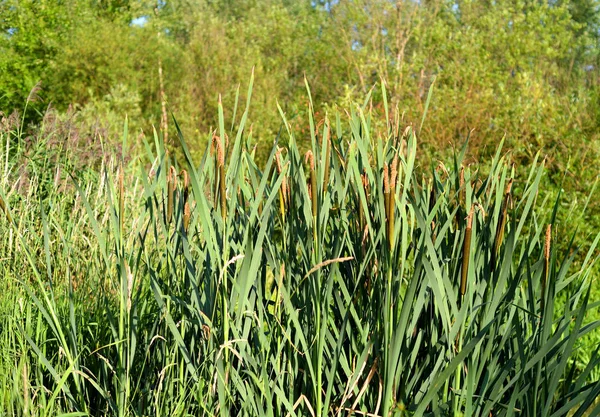 Foglie verdi di carice . — Foto Stock