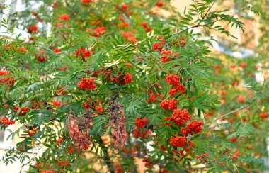 Kırmızı üvez meyveleri ağaç üzerinde.