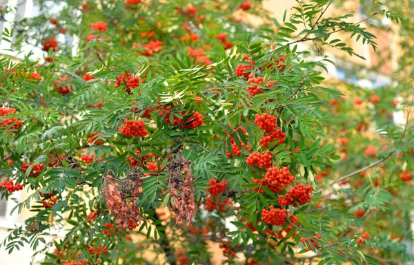 Kırmızı üvez meyveleri ağaç üzerinde.