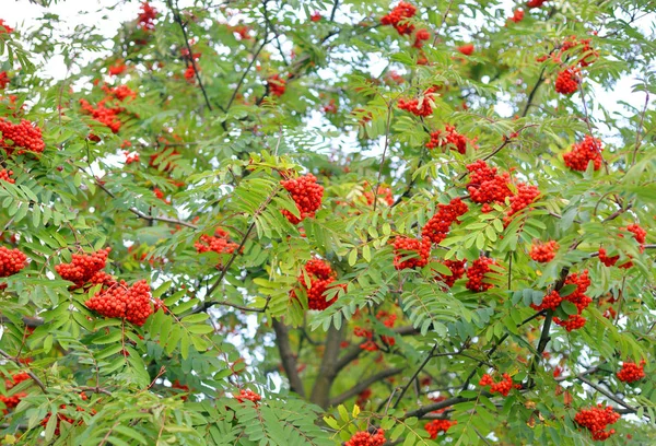 Rowan rouge baies sur l'arbre . — Photo