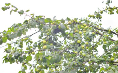 Yeşil elmalı elma ağacı.