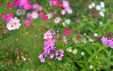 çiçekler arka kapatmak.