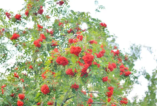 Rowan rouge baies sur l'arbre . — Photo