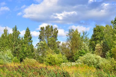 Yaprak döken orman, yaz.